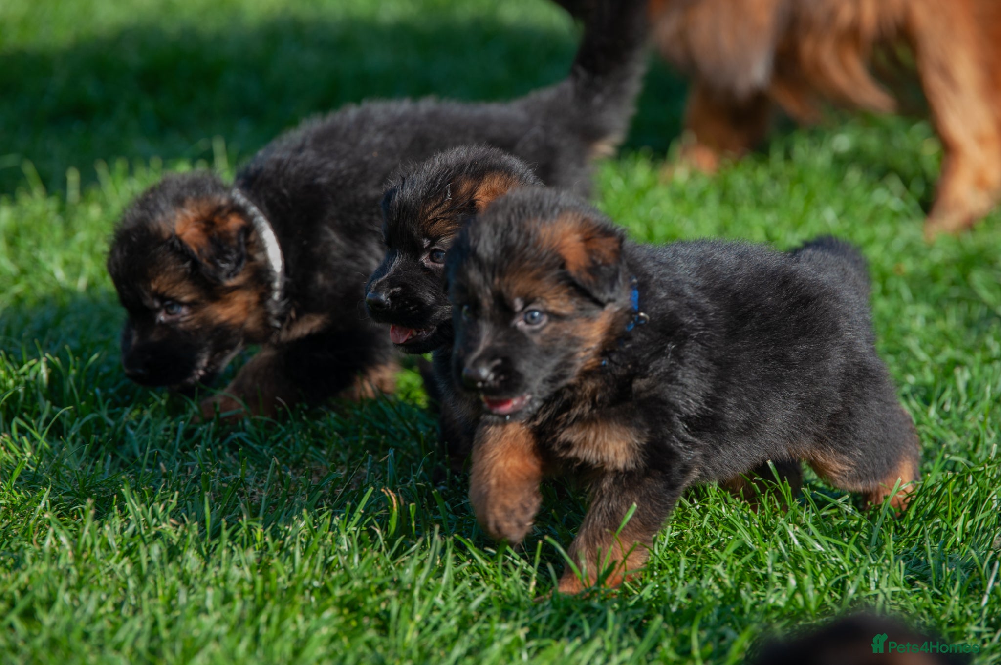 German Shepherd dogs for sale: ❤️🐾 Beautiful Long-Haired GSD Puppies🐾❤️ - Advert 13