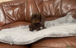 Miniature Dachshund dogs for sale: Chocolate dachshund babies  - Image 15