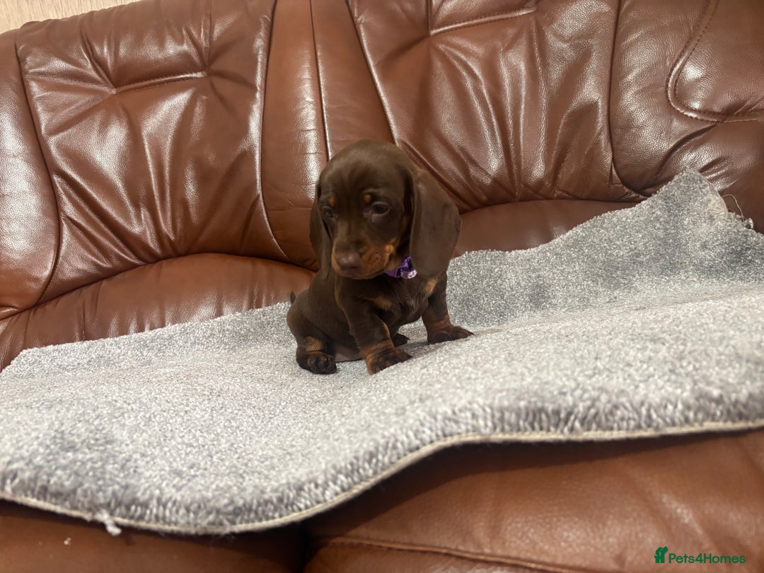 Miniature Dachshund dogs for sale: Chocolate dachshund babies  - Image 15