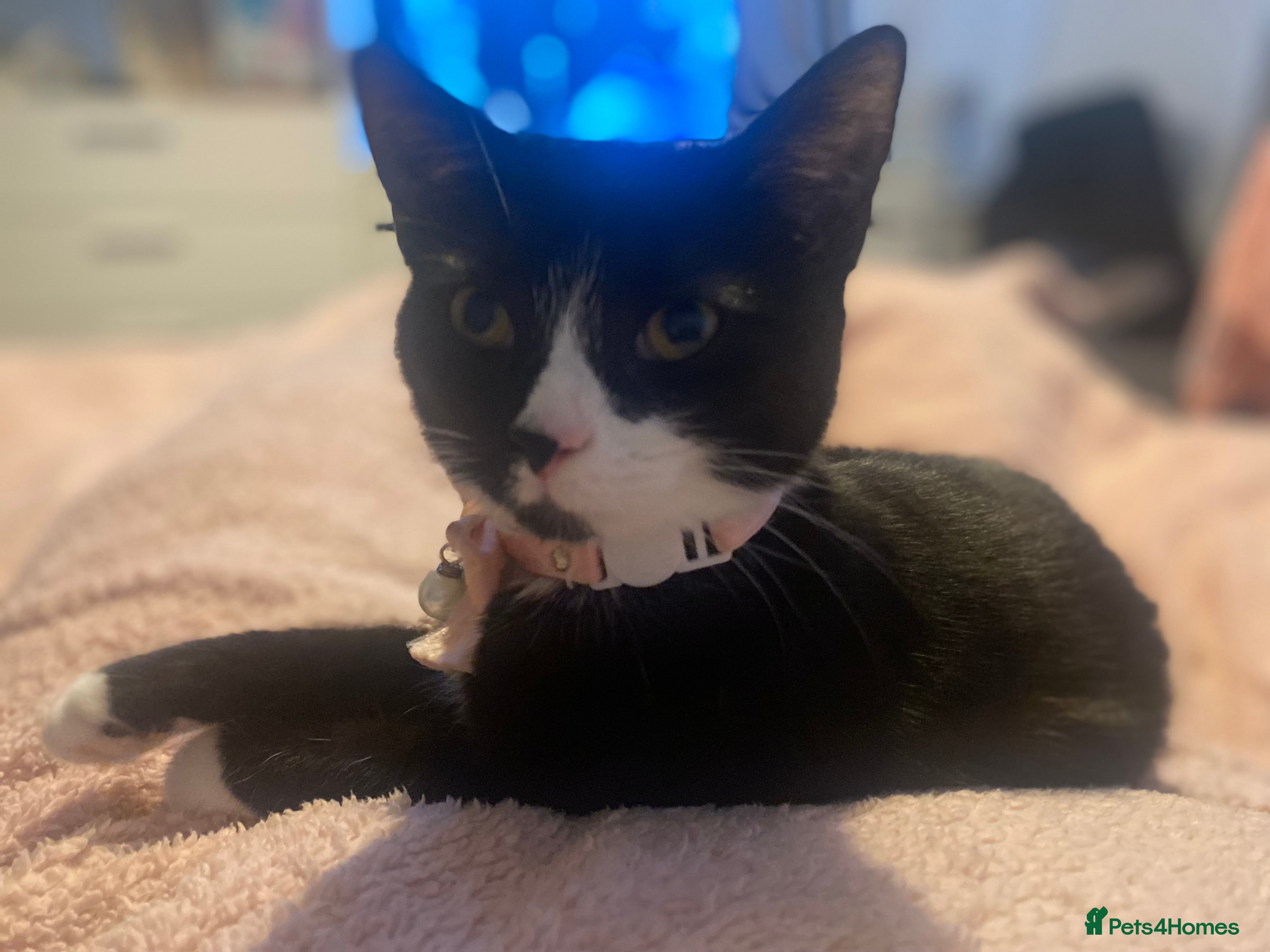 Mixed Breed cats Mixed Breed 7 month old Kitten available  in Reading - Advert 2