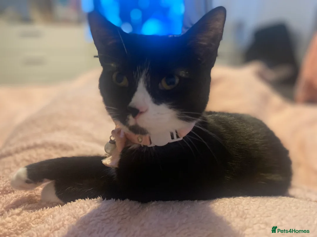 Mixed Breed cats for sale: Mixed Breed 7 month old Kitten available  in Reading - Advert 1