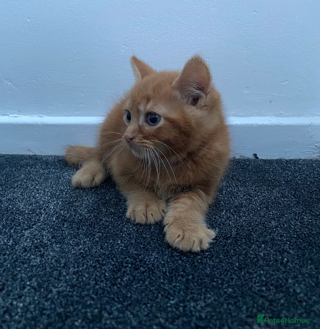 Mixed Breed cats for sale: Cute dark ginger kitten awaiting forever home 🏡  - Advert 4
