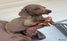 Miniature Dachshund dogs for sale: Mini Dachshund puppies for sale  - Image 9