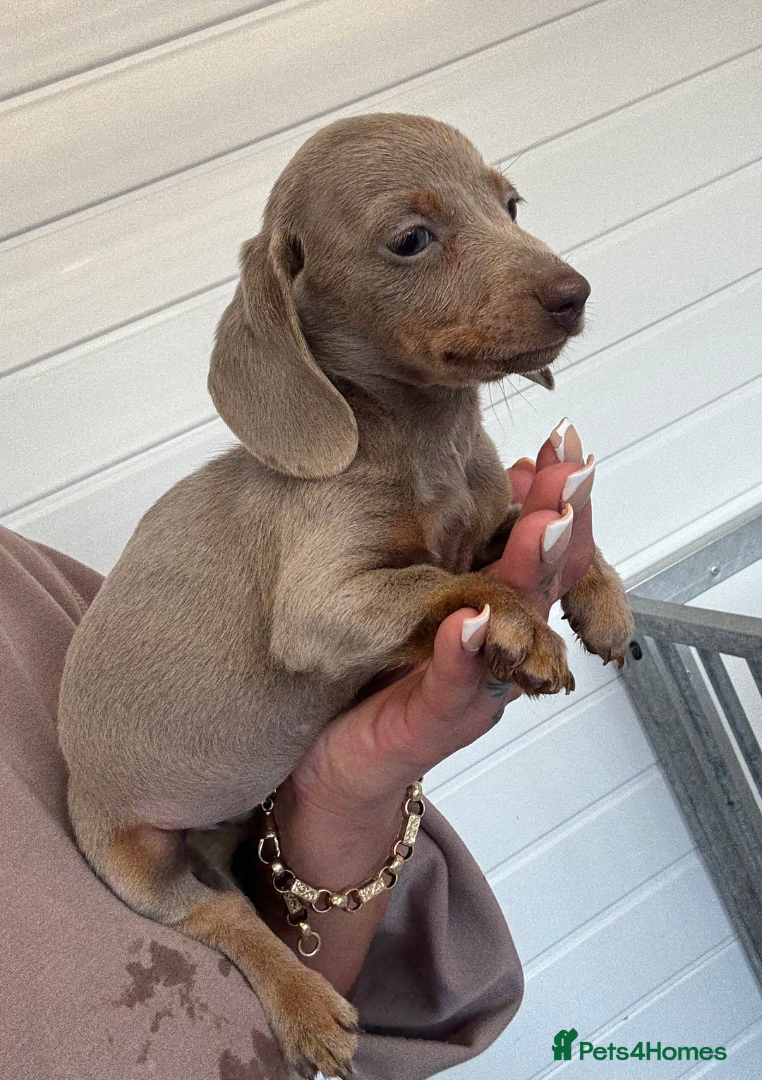 Miniature Dachshund dogs for sale: Mini Dachshund puppies for sale  - Image 9