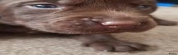 Labrador Retriever dogs for sale: Beautiful Chocolate Labrador puppies in Atherstone - Advert 14
