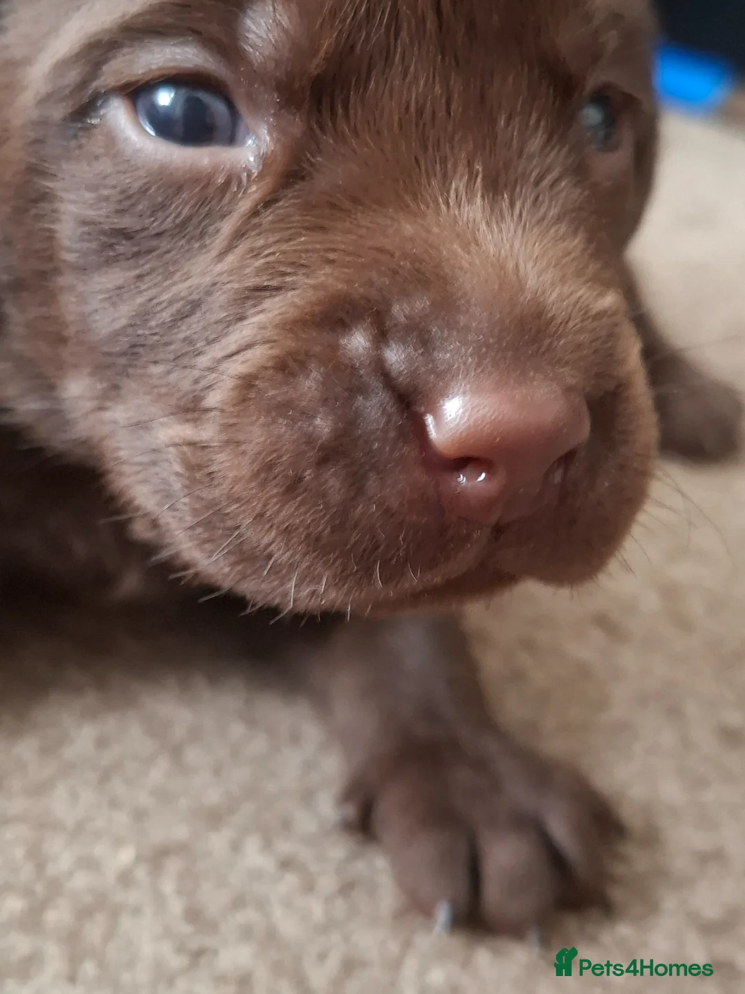 Labrador Retriever dogs for sale: Beautiful Chocolate Labrador puppies in Atherstone - Advert 14