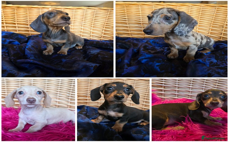 Miniature Dachshund dogs - Advert 2