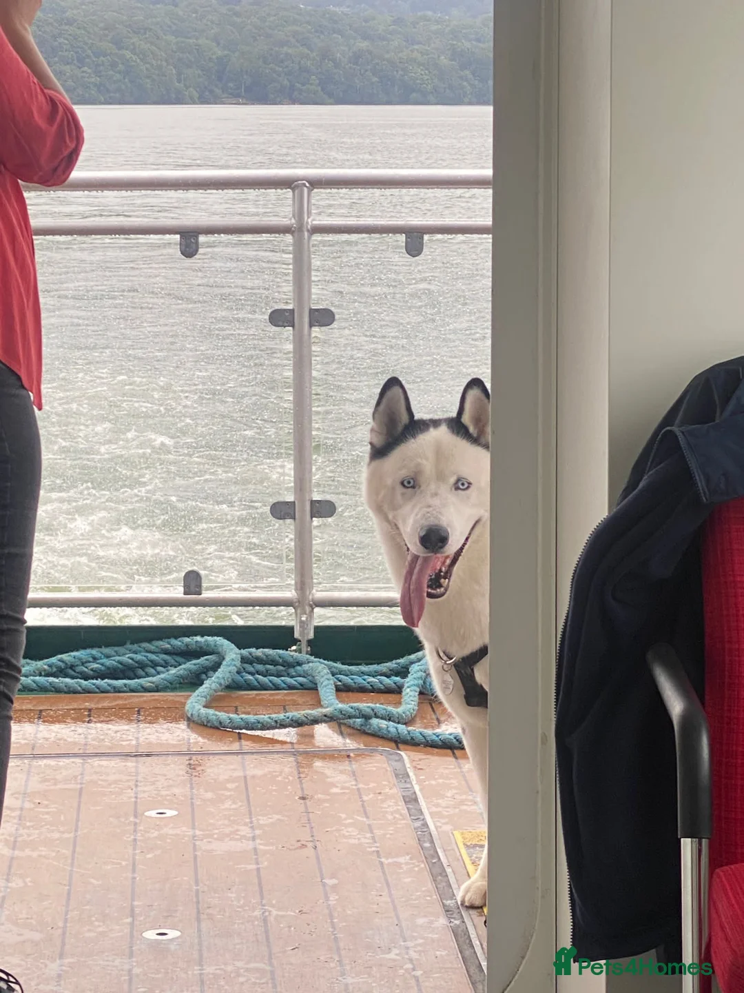 Siberian Husky dogs for stud: Stunning Blue eye Sibrian Husky for Stud (Proven) in Liverpool - Advert 12