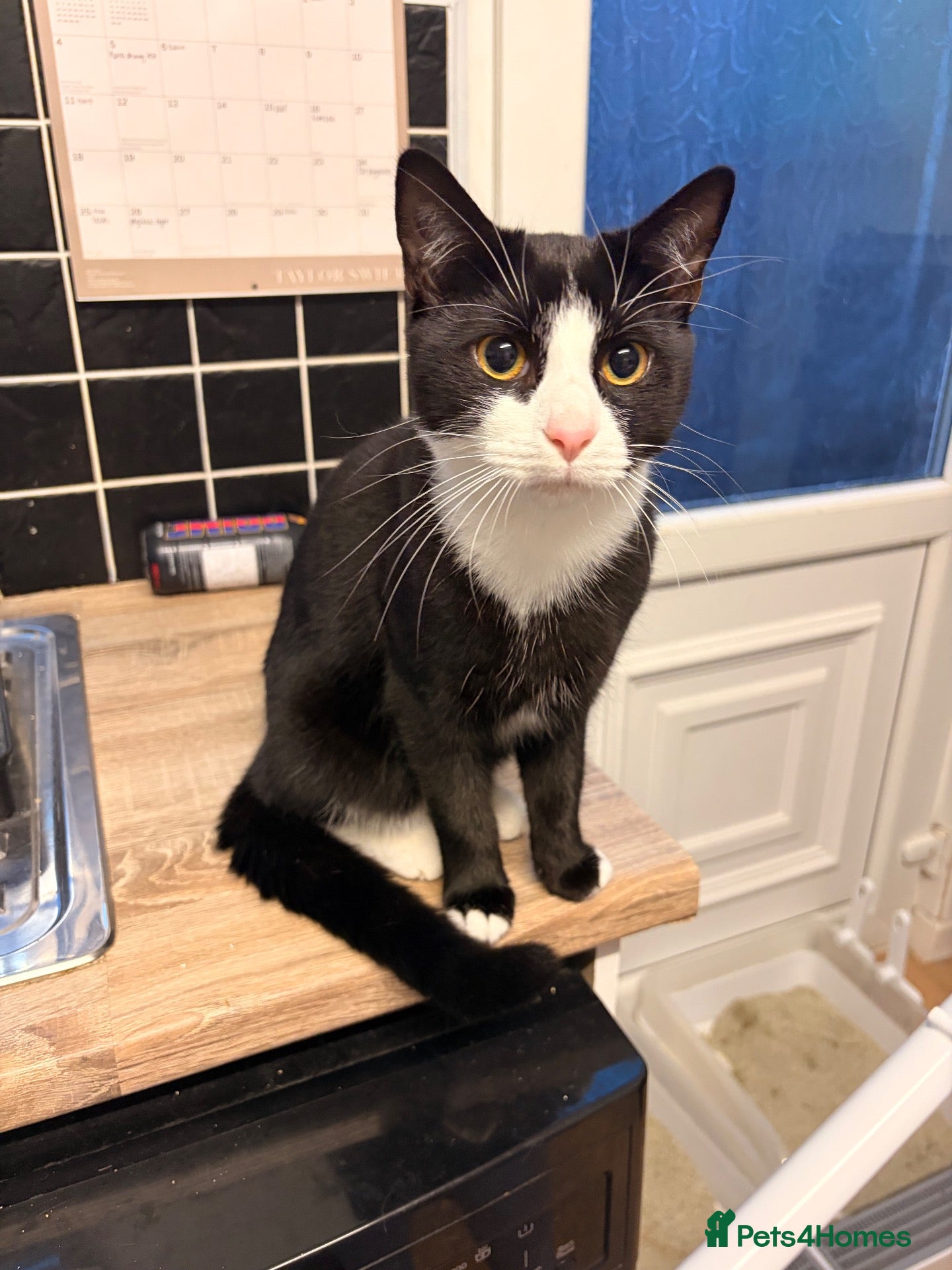 Mixed Breed cats 2 8-Month-Old Boys Looking for Their Forever Home - Advert 1