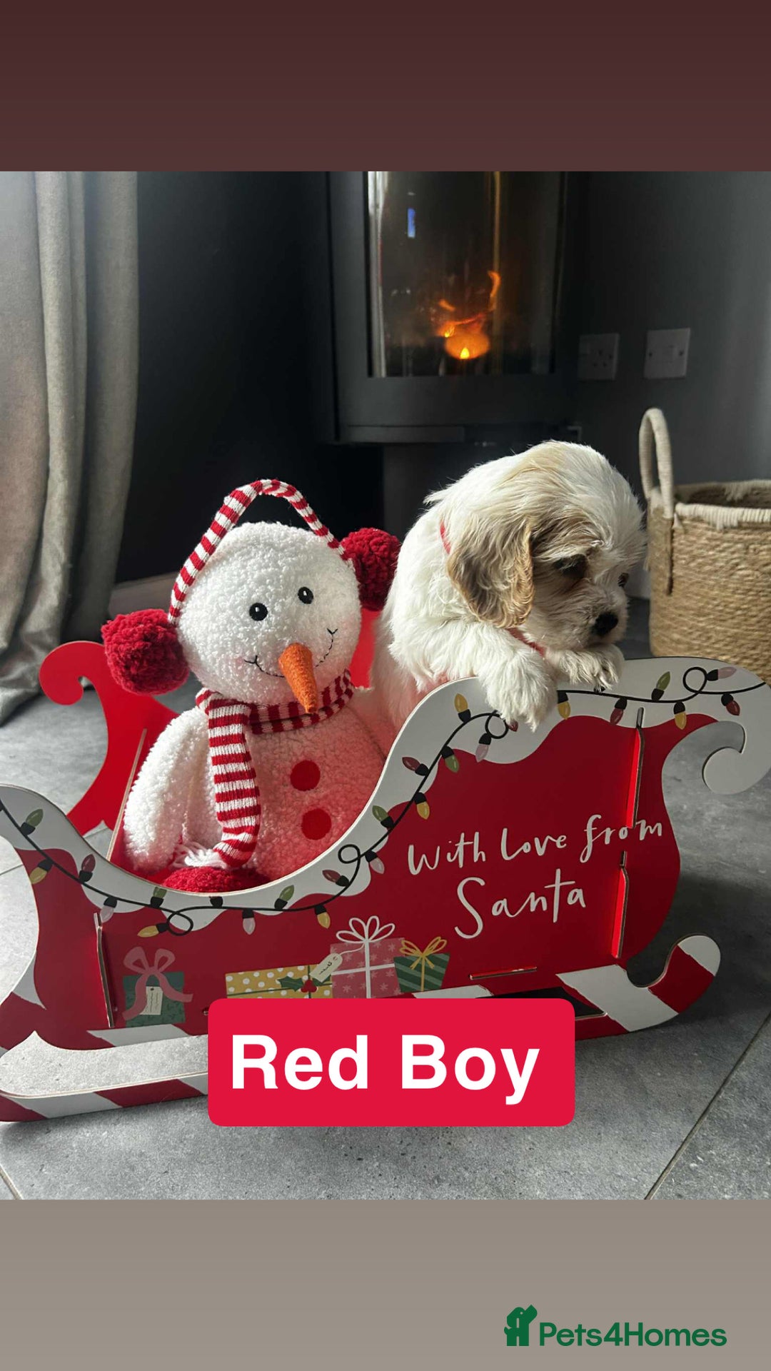 Cockapoo dogs for sale: F2 Cockapoo pups - Advert 20