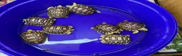 Tortoise reptiles for sale: Leopard Tortoises- Gorgeous Babies!  - Advert 11