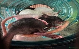 Rat rodents for sale: Rescue Baby Rats - Image 2