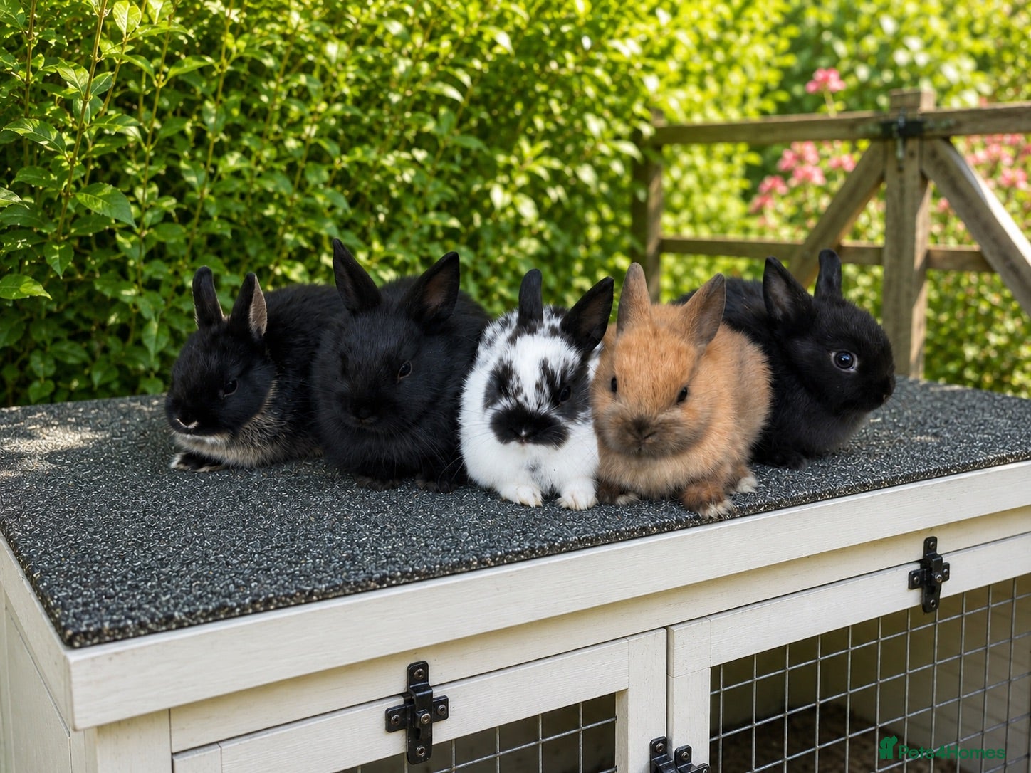 Netherland Dwarf rabbits ❤️ Beautiful Pure Netherland Dwarf Baby Bunnies ❤️ - Advert 2