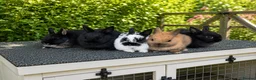 Netherland Dwarf rabbits for sale: ❤️ Beautiful Pure Netherland Dwarf Baby Bunnies ❤️ - Advert 2