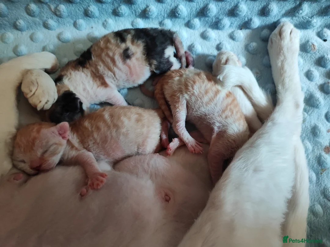 Devon Rex cats for stud: Beautiful boy in Corby - Advert 6