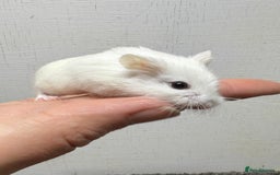 Hamster rodents for sale: Dwarf robrovski hamster babies  - Image 14