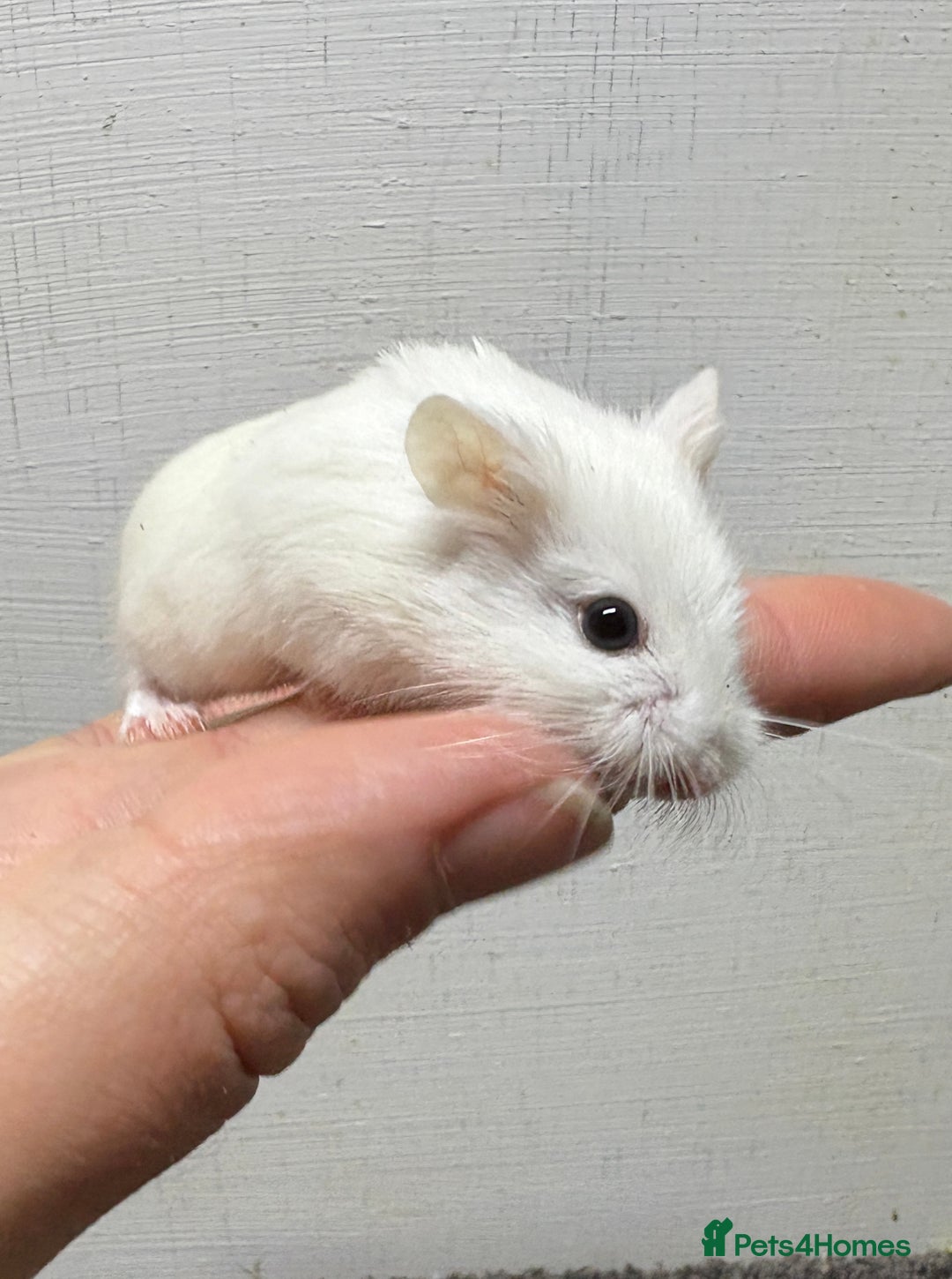 Hamster rodents for sale: Dwarf robrovski hamster babies  - Image 14