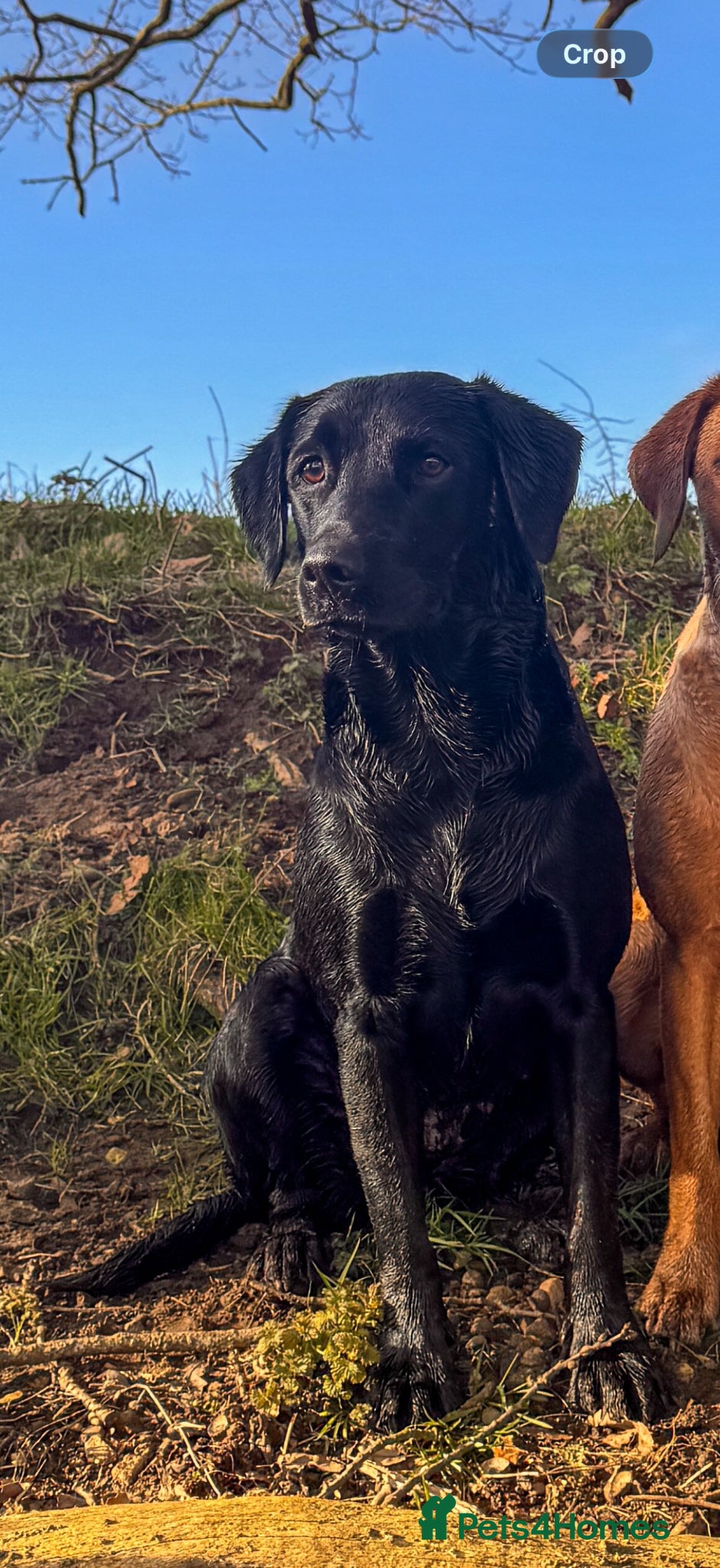 Labrador Retriever dogs for sale: Fox Red Working Labrador Puppies - Advert 4