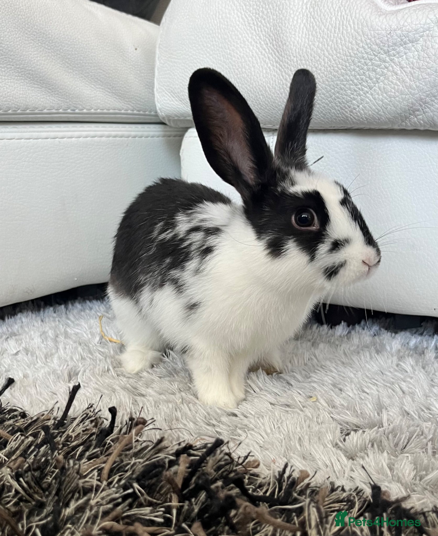 Mixed Breed rabbits Bunny - Advert 1