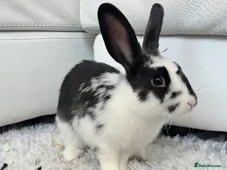 Mixed Breed rabbits Bunny - Advert 3