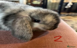 Mini Lop rabbits for sale: A Pair of Stunning Mini Lop Boys - Image 15