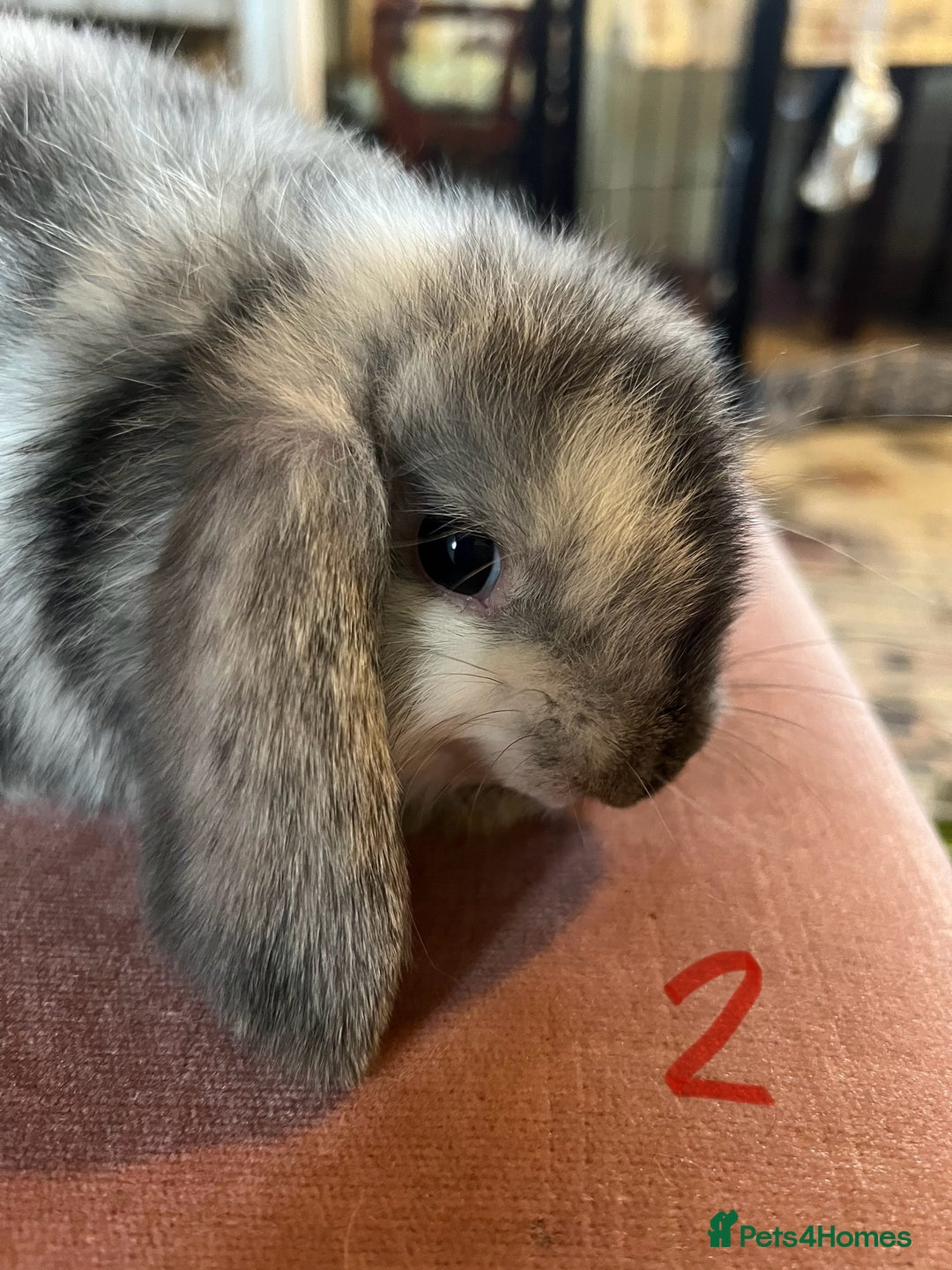Mini Lop rabbits for sale: A Pair of Stunning Mini Lop Boys - Image 15