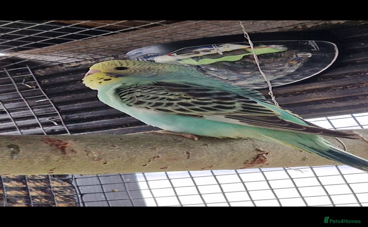 Budgerigars birds - Advert 14