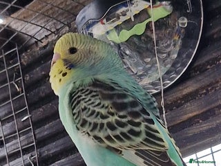 Budgerigars birds - Advert 8