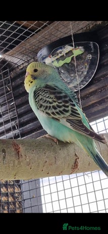 Budgerigars birds - Advert 14