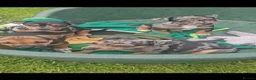 Jack Russell dogs for sale: JACK RUSSELL PUPPIES - Advert 13