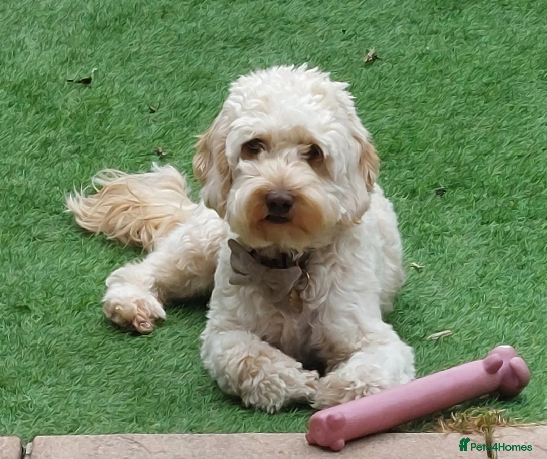 Cockapoo dogs for sale: Sweetest pet - Advert 1