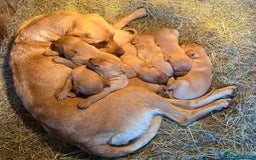 Labrador Retriever dogs for sale: KC Registered Labrador Puppies - Image 7