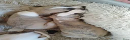 Whippet dogs for sale: Stunning coloured whippet puppies  - Advert 13
