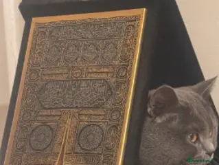 British Shorthair cats Male Cat for Sale - Advert 1