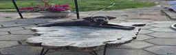 Great Dane dogs for sale: Ready for new home now!! - Advert 8
