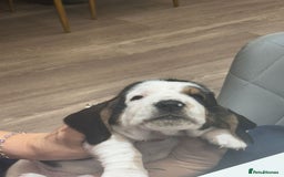 Basset Hound dogs for sale: Beautiful Basset Hound Puppies  - Image 19
