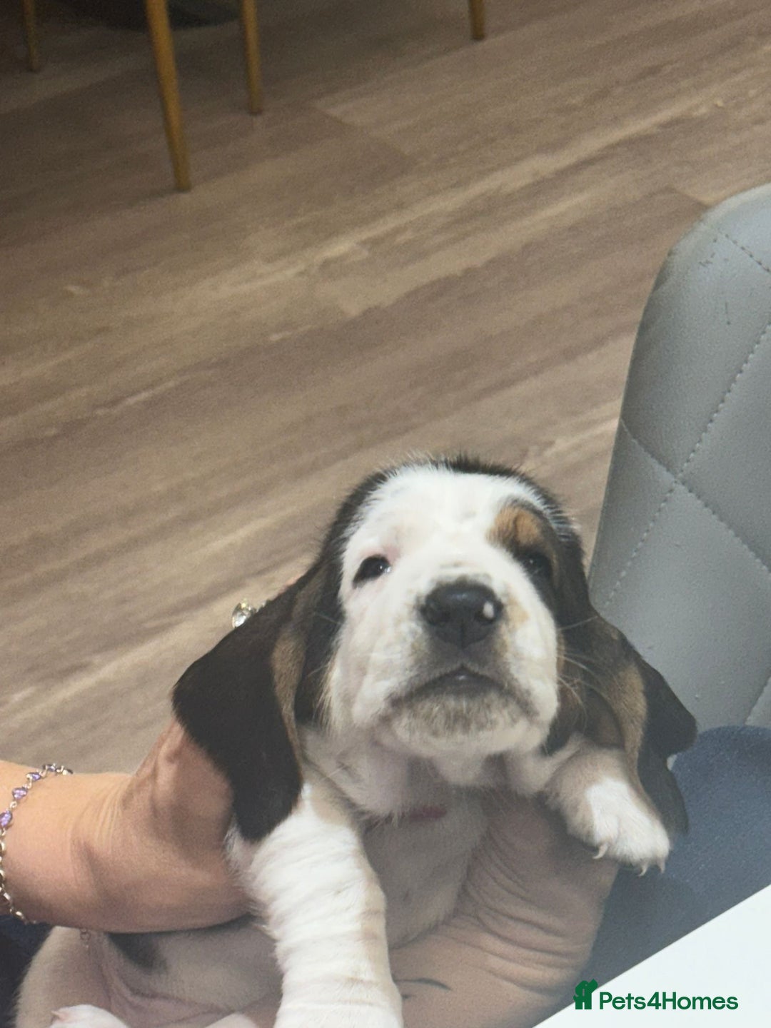 Basset Hound dogs for sale: Beautiful Basset Hound Puppies  - Image 19