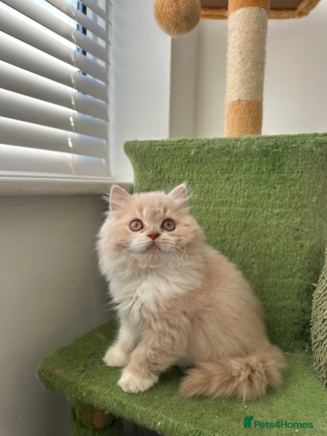 British Shorthair cats for sale:  🦁 Stunning BLH Lion Look alike READY NOW - Advert 34