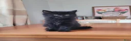 British Longhair cats for sale: Black kitten for sale  - Advert 1