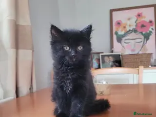 British Longhair cats Black kitten for sale - Advert 1