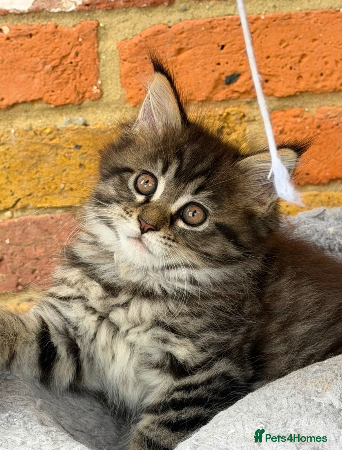 Maine Coon cats Stunning Mainecoon Kittens  - Advert 2