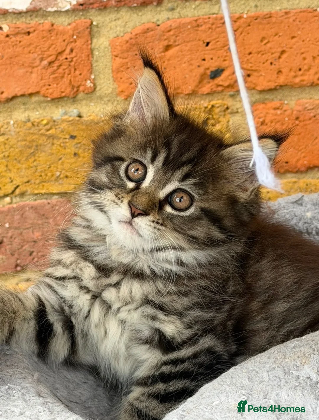 Maine Coon cats for sale: Stunning Mainecoon Kittens  - Advert 2