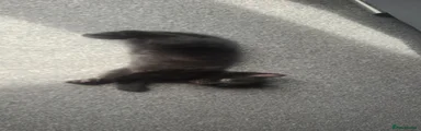 black kitten