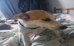 Mixed Breed dogs for adoption: Meet Bambi, currently residing in Sheffield - Image 12