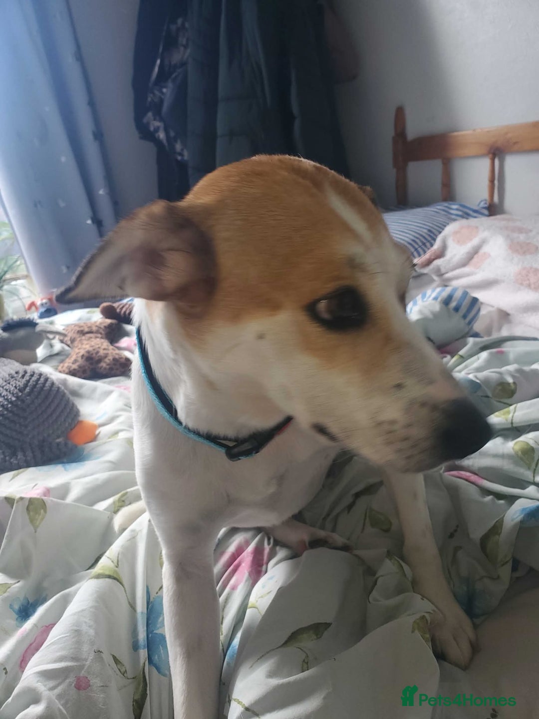 Mixed Breed dogs for adoption: Meet Bambi, currently residing in Sheffield - Image 12