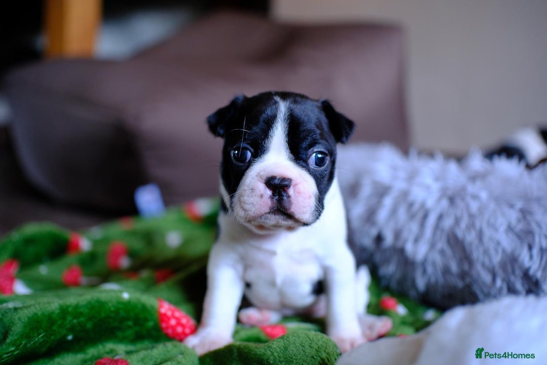 Boston Terrier Puppies for sale Pets4Homes