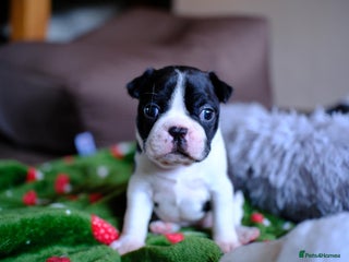 Boston Terrier dogs - Advert 1