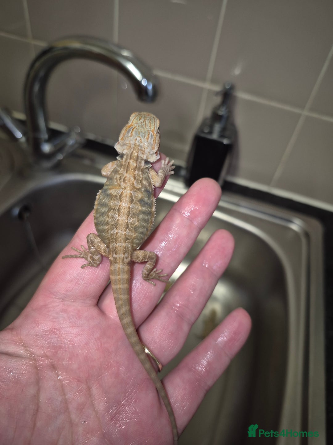 Bearded Dragon reptiles for sale: Bearded dragons  babies  - Image 23