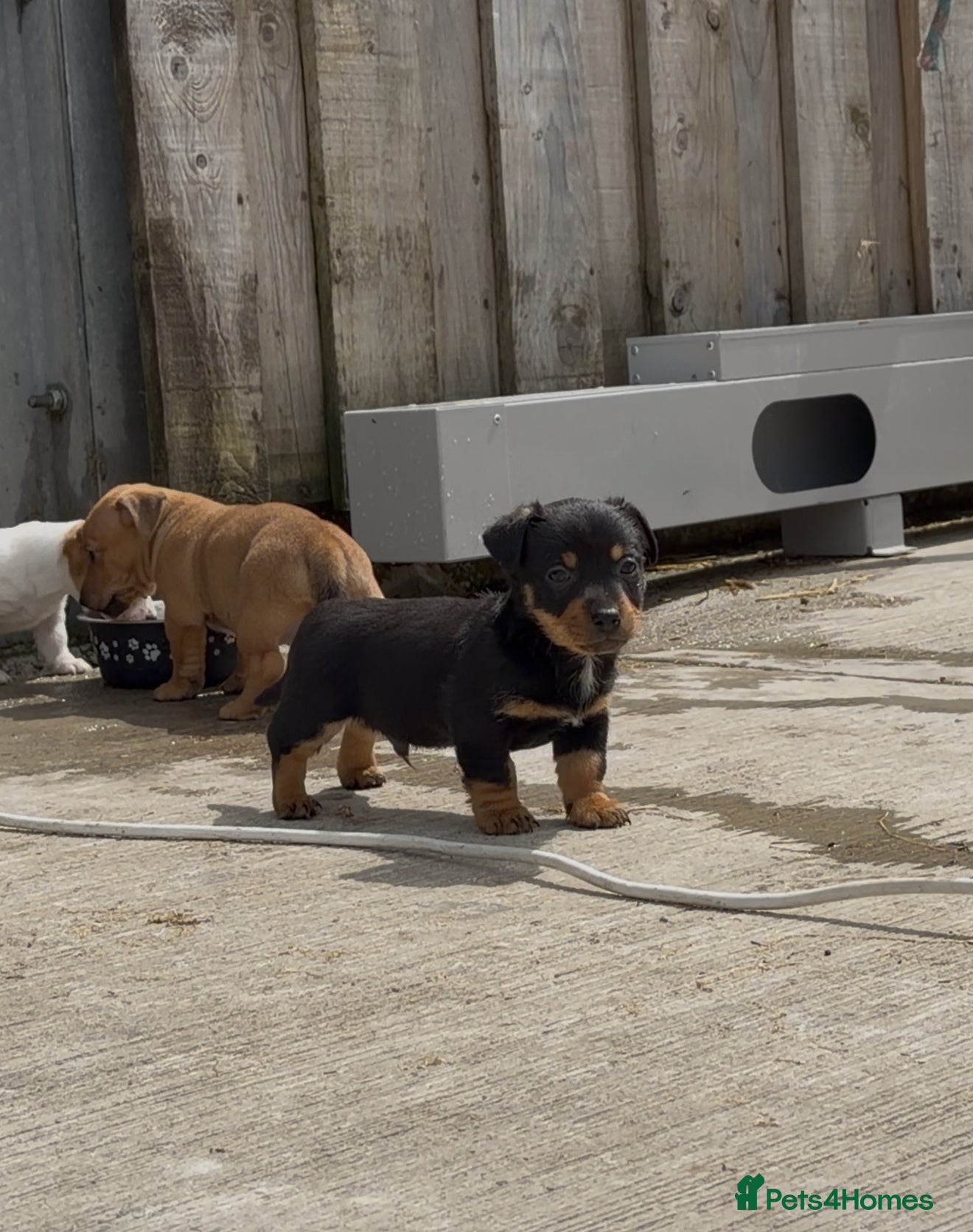 Jack Russell dogs Stunning miniature short haired jack Russell pups - Advert 16