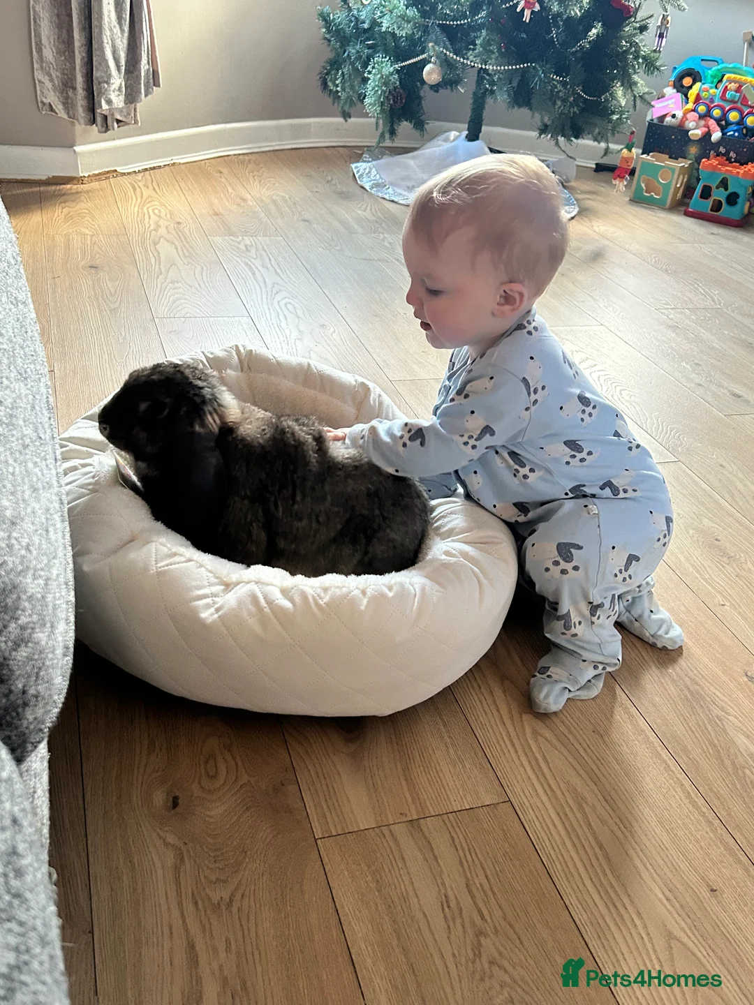 French Lop rabbits for sale: Cinnamon bun is a giant French lop - Advert 5